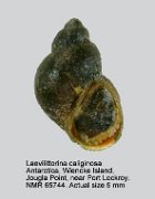 Laevilitorina caliginosa